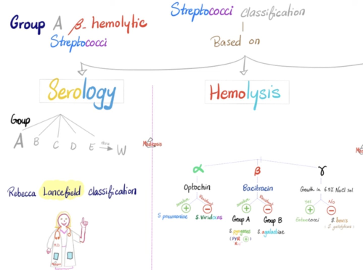 <p>α-hemolytic: S. pneumoniae, S. viridans</p><p>β-hemolytic: S. agalactiae, S. pyogenes (A, B, C, G, D)</p><p>- Lancefield classification system based on cell-wall antigens (A, B, C....)</p>