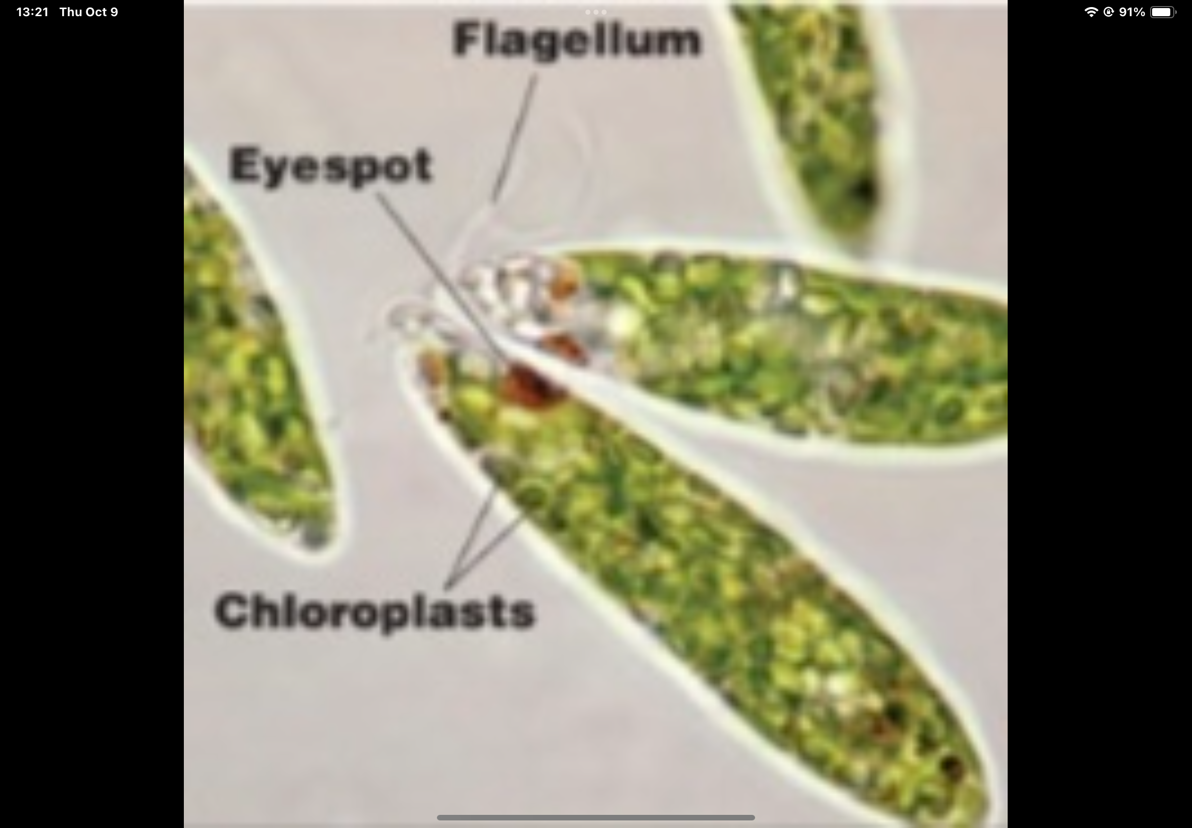 term image