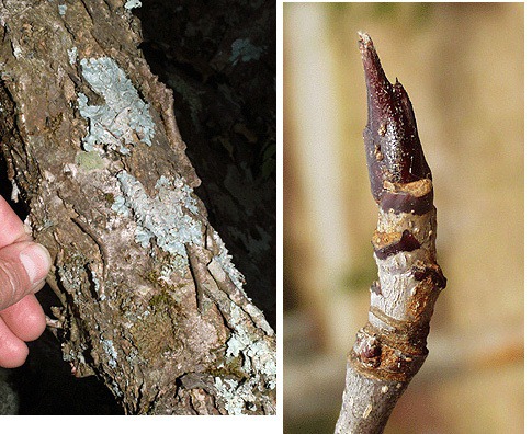 Blade: alternate, pinnately compound, lance-shaped leaflets, fine and sharp toothed margins
Reproductive: darker reddish-purple and sticky
Bark: gray to reddish, smooth with large lenticels