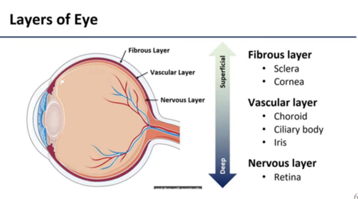<p>Fibrous layer - sclera and cornea</p><p>vascular layer - choroid, ciliary body, iris</p><p>nervous layer - retina</p>