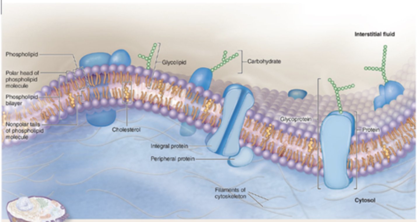<p>What are the main components of the plasma membrane lipid bilayer? (4)</p>