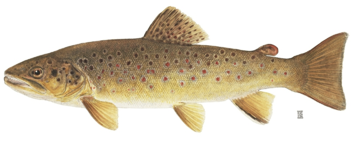 <p>salmonidae</p>