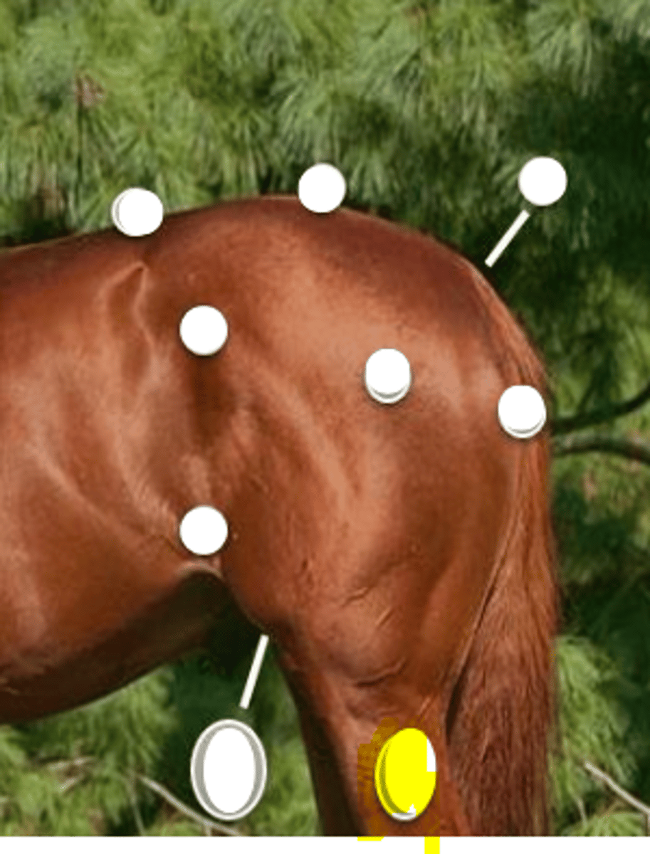 <p>What is body part is indicated on the image</p>