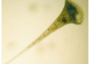 <p>What is the name of this organism?</p>