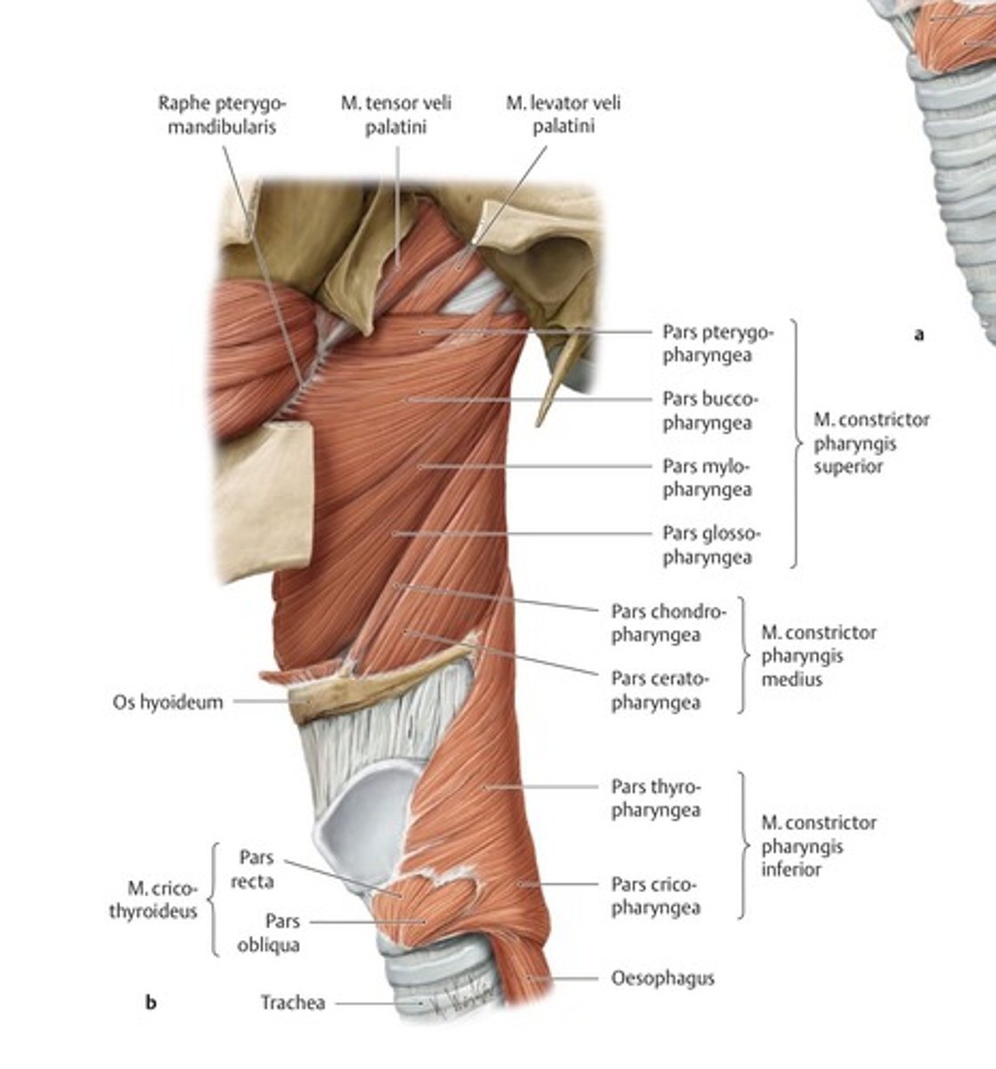 <p>mm. constrictores pharyngis superior, medius en inferior</p><p>functies: slikken, ondersteunen spraak- en immuunsysteem, ademhaling</p>