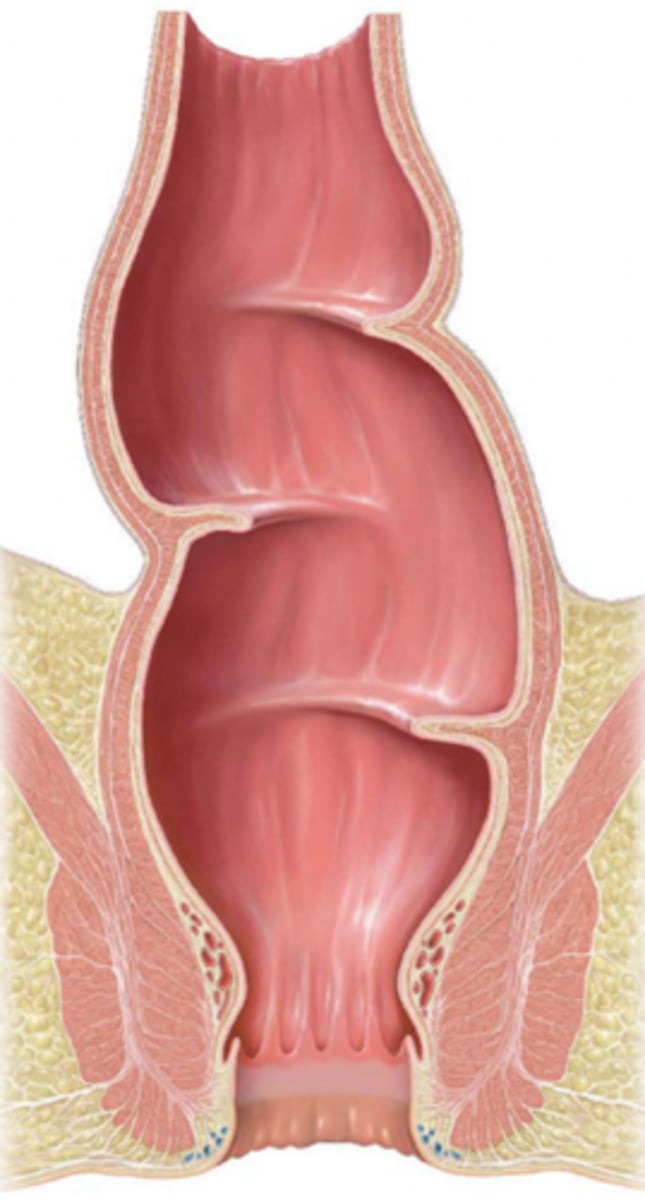 <p>act as shelves for feces (3)</p>