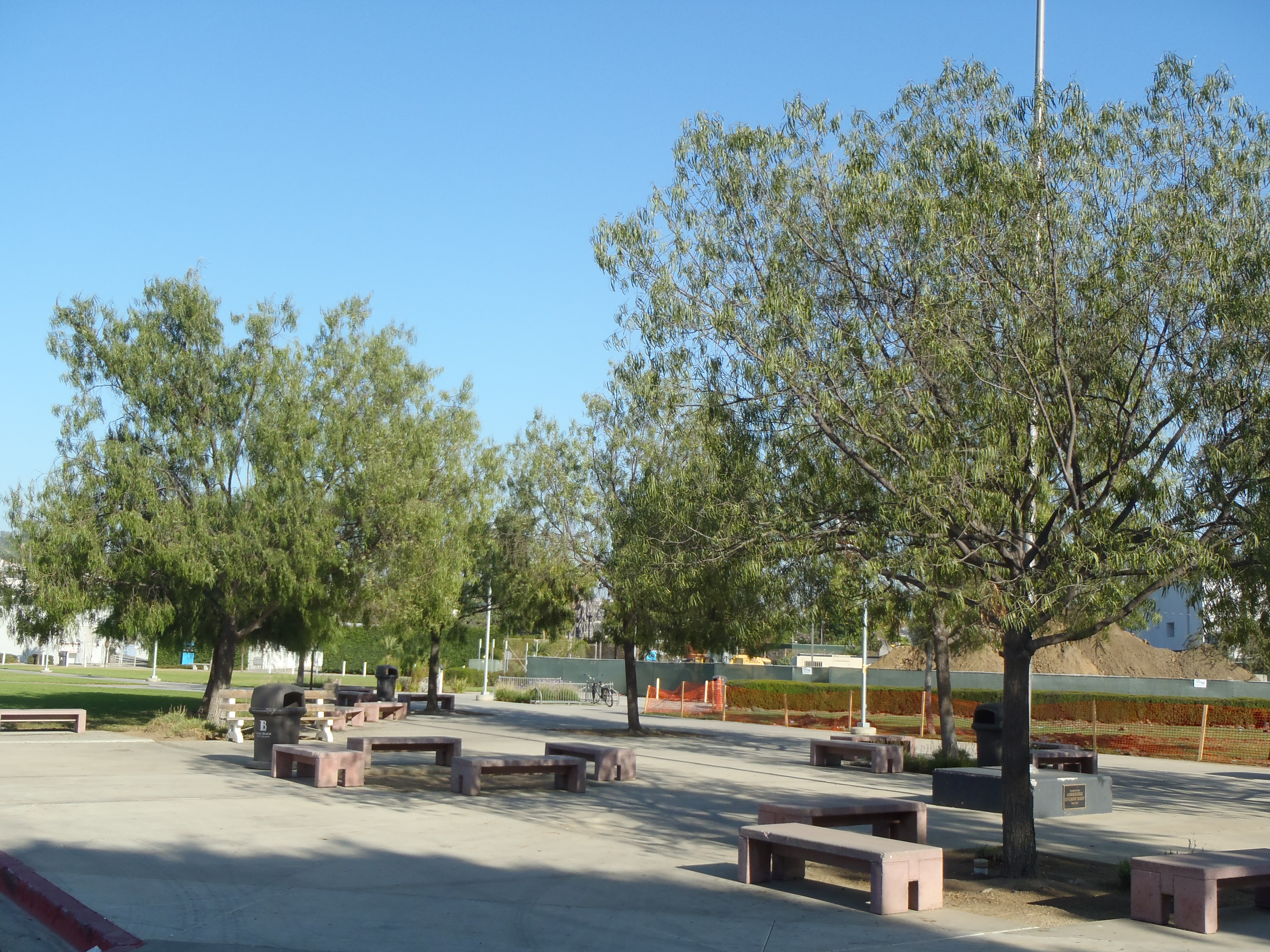 <p>Geijera parviflora - Australian Willow</p>