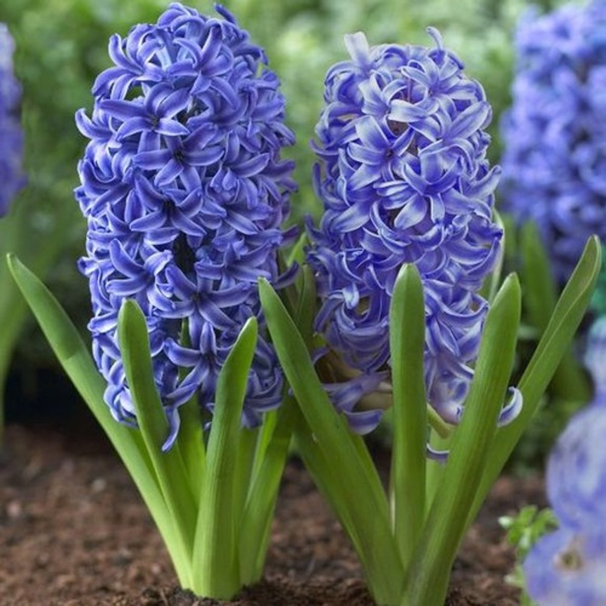 <p>Name?</p>