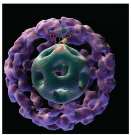 <p>E2 core, E1 and E3 outer shell</p>