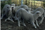 <p><span>Spider Lamb Syndrome</span></p>