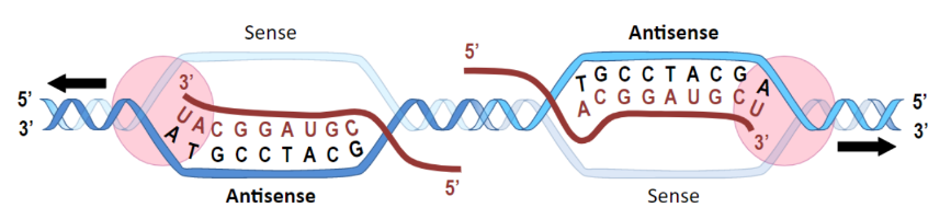  The antisense (or template) strand is transcribed (sequence is
complementary to RNA transcript)
 The sense (or coding) strand is not transcribed (sequence
identical to transcript – except T / U)