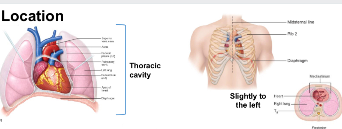 <p>Posterior to sternum</p><p>Superior to diaphragm </p><p>Medial to lungs</p>