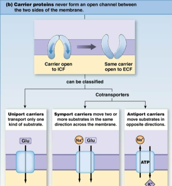 <p>Carrier-mediated transport</p>