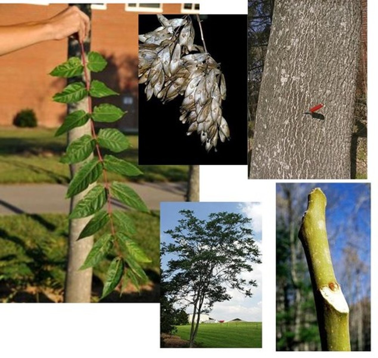 <p>tree-of-heaven</p><p>Family: Simaroubaceae</p><p>- Super long compound leaves</p><p>- Invasive!</p>