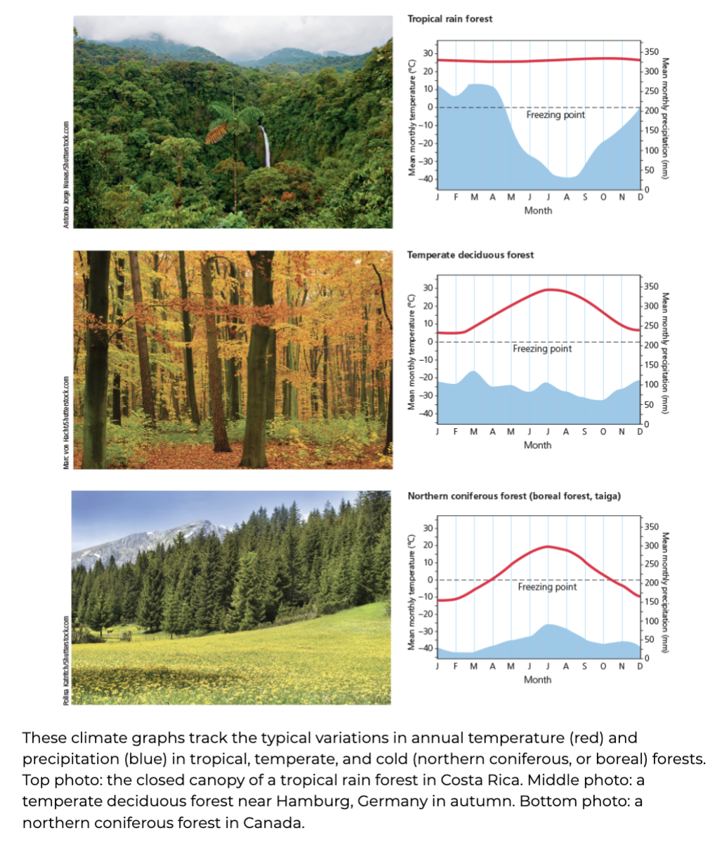 <p><span><strong>Forests</strong></span></p>
