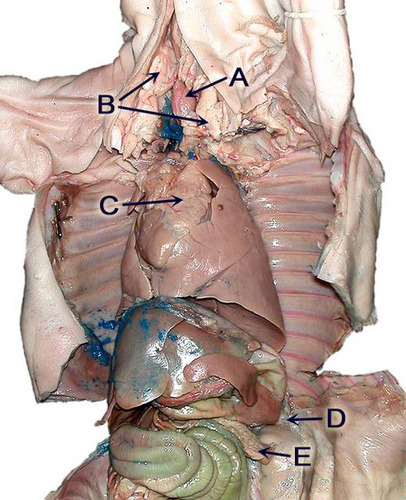 <p>c</p>
