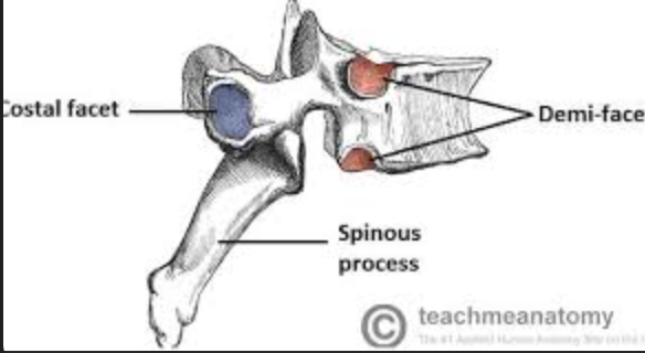 <p>Articulation with the posterior aspects of the ribs</p>