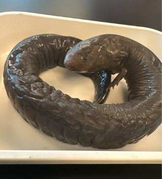 <p>Family: Sirenidae</p><p>No hind limbs</p><p>4 toes on each foot</p><p>36 costal grooves</p><p>less common</p><p>rounded tail</p>