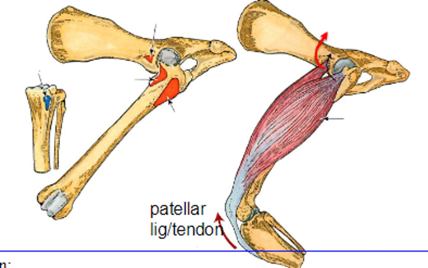 <p>Origin of quadriceps femoris</p>