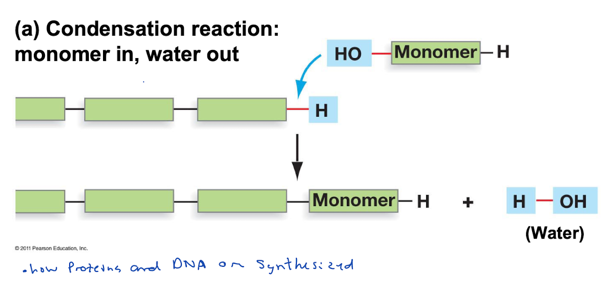 formation of a polymer linked by covalent bonds, releasing one water molecule with each monomer added. This reaction is anabolic, requires energy input. Examples are DNA replication, protein synthesis, making of starch.