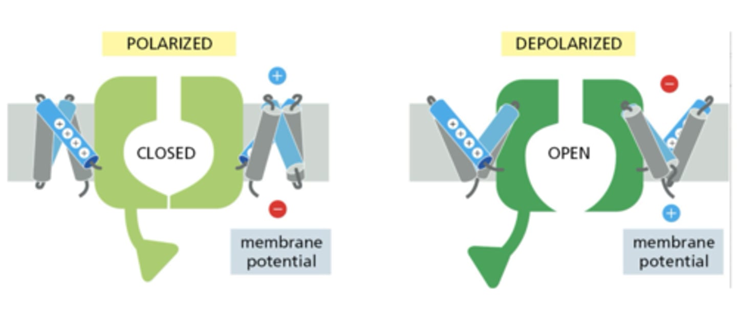 <p>by oscillation of voltage-sensing domains, exposing charged amino acids to alternate sides of the membrane</p>