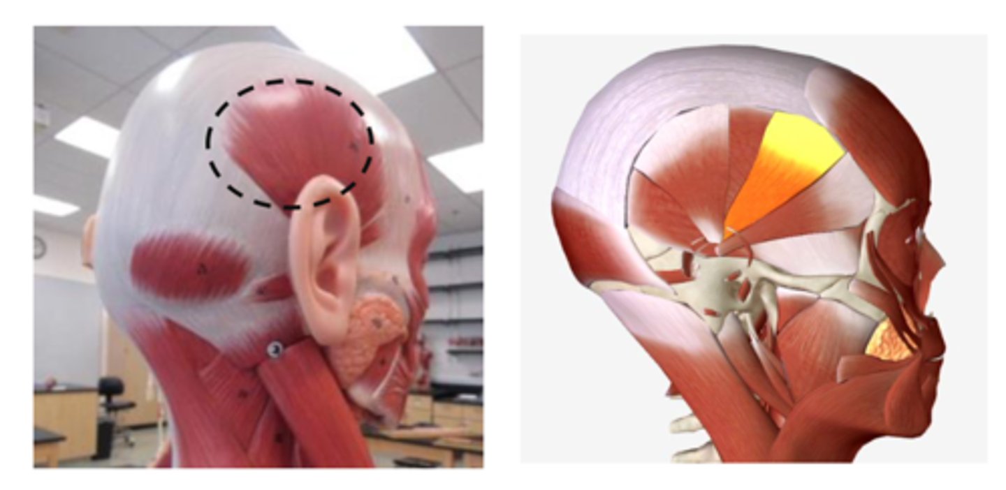 <p>39 superficial portion</p>