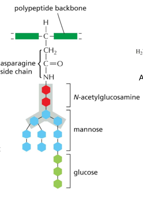 <p>A) Polypeptide backbone</p><p>B) Asparagine’s R group</p><p>C) N-Acetylglucosamine</p><p>D) Mannose</p><p>E) Glucose</p><p>She signals that the protein has properly folded in the ER</p>