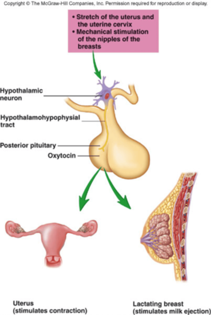 <p>A hormone (<strong>made in the hypothalamus, released by the posterior pituitary) that stimulates uterine contractions during childbirth </strong>and <strong>milk release during breastfeeding.</strong></p>