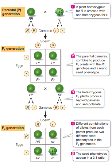 <p>Breeding experiments that vary by a single trait</p><p>Homozygous parents (pure breeding) allow for observation of a single trait and whether the trait is inherently dominant or recessive:</p><ul><li><p>allows predictable genotypes</p></li><li><p>Will give 3:1 phenotypic ratio, 1:2:1 genotypic ratio in F2 generation</p></li><li><p>eliminates confusion from hidden alleles</p></li></ul><p></p>
