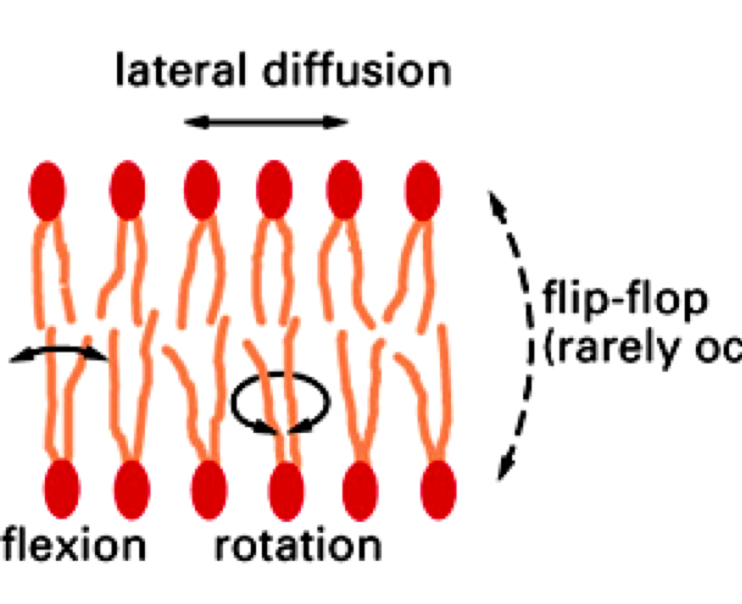 <p>Cell membranes are highly dynamic systems</p><p>-Lateral diffusion: exchange of place sidewards </p><p>-Rotation: turn of lipid like globus</p><p>-Flexion: movement of tails</p><p>-Flip-flop: change of bilayer site</p>