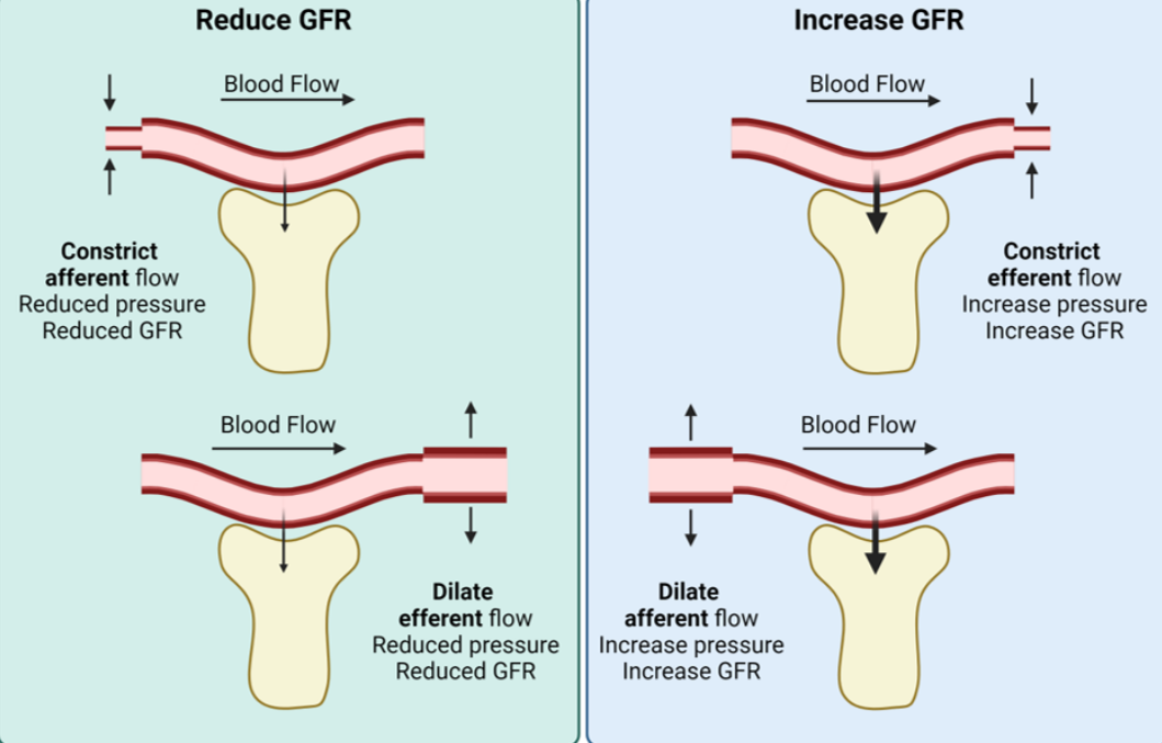 <ul><li><p>by adjusting the blood pressure either side of the glomerulus </p></li><li><p>in order to increase the GFR the afferent blood vessel needs to be dilated- allowing high blood pressure flow and the efferent needs to be constricted </p></li><li><p>this increases/ decreases water and salt loss through excretion </p></li></ul><p></p>