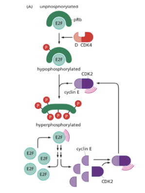 <p>E2F är en transkriptionsfaktor som är bundet till pRb när det är hypofosforylerat, då är det inaktivt. När pRb fosforyleras vid R-punkten blir E2F fritt och aktivt. E2F uppreglerar Cyklin E vilket stimulerar cellen att gå in i S-fas.</p><p>CyklinE-CDK2 stimulerar yttligare fosforylering av pRb (positiv feedback-loop).</p>