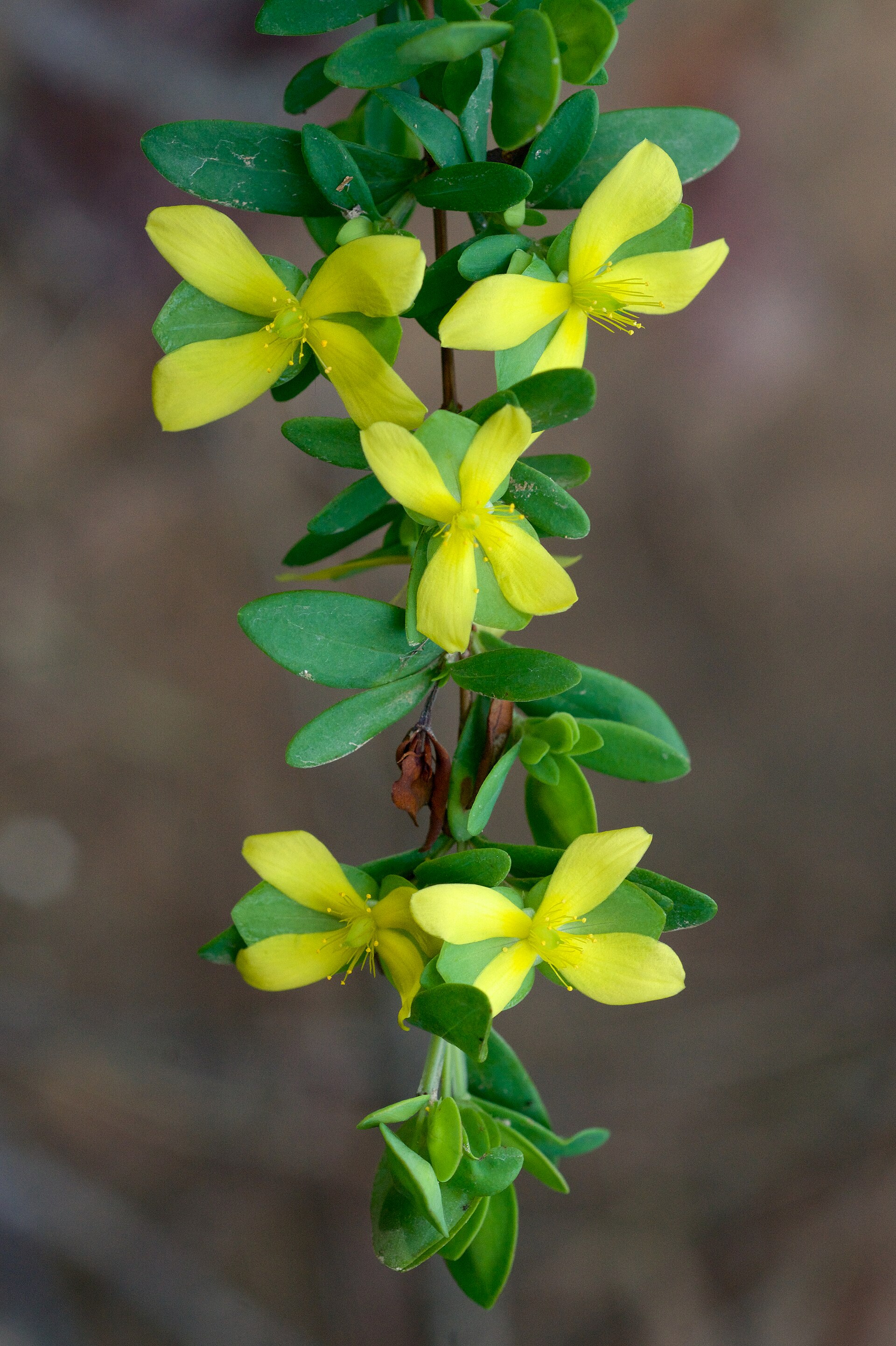 <ul><li><p>native, FAC</p></li><li><p>small herbaceous plant</p></li><li><p>4 petal yellow flowers</p></li></ul>