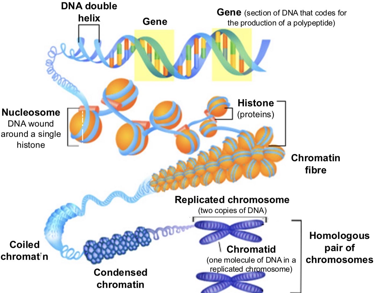 <ul><li><p>when DNA condenses it has to be packaged <mark data-color="purple" style="background-color: purple; color: inherit;">efficiently</mark></p></li><li><p>achieved using <mark data-color="purple" style="background-color: purple; color: inherit;">histones</mark> which are pos charged proteins</p></li><li><p>DNA winds round histone to form <mark data-color="purple" style="background-color: purple; color: inherit;">nucleosomes</mark></p></li><li><p>interact to produce more coiling and then supercoiling</p></li><li><p>in supercoiled areas genes are not available to be copied to make proteins</p></li><li><p>one way cells are <mark data-color="purple" style="background-color: purple; color: inherit;">differentiated</mark></p></li></ul><p></p>