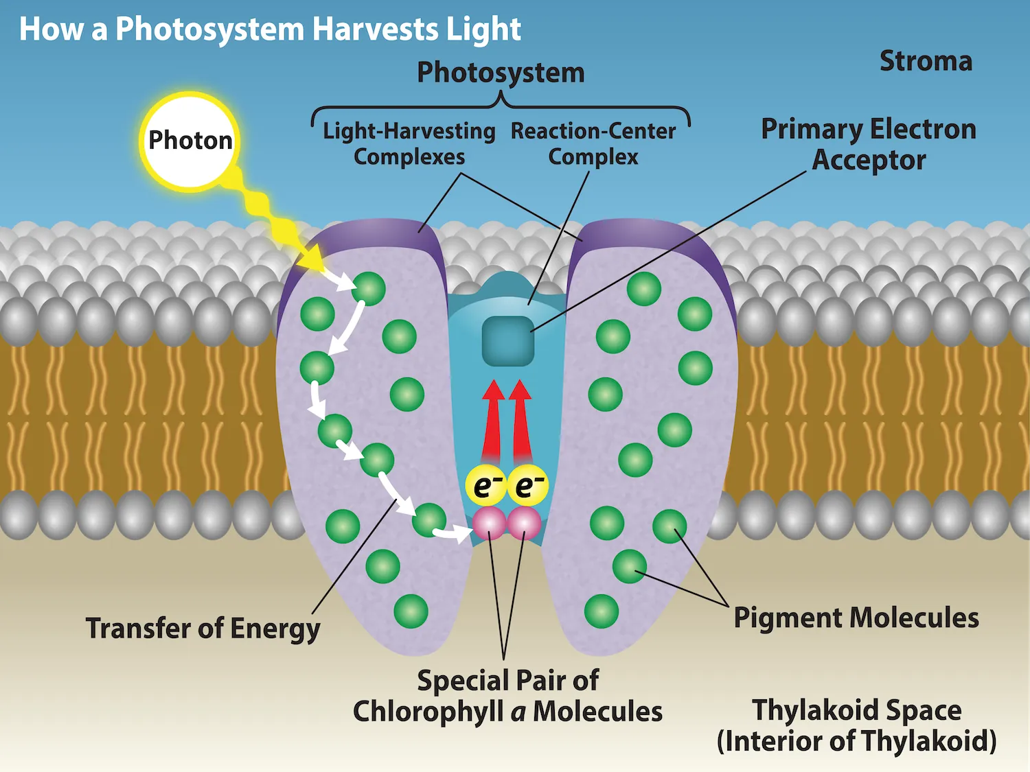 <ol><li><p>pigment molecules in the antenna complex absorb energy that excites electrons</p></li><li><p>energy from excitement of electrons is transferred to reaction center</p></li><li><p>electrons from pair of chlorophyll are passed to a primary electron acceptor</p></li><li><p>electrons from water replace electron “hole” in reaction center molecules</p></li><li><p>oxygen released</p></li><li><p>H+ remain in thylakoid lumen</p></li></ol><p></p>