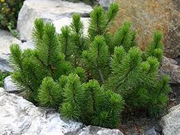 <p><span>Pinus mugo / Mugo Pine</span></p>