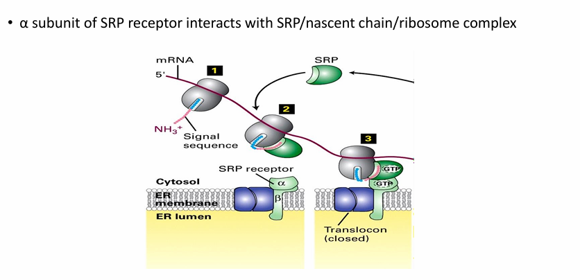 <ul><li><p>Requires:</p><ul><li><p>SRP&nbsp;</p></li><li><p>SRP receptor on ER membrane&nbsp;</p></li></ul></li><li><p>SRP Receptor</p><ul><li><p>transmembrane dimer with an alpha and beta subunit</p></li><li><p>SRP and alpha subunit of SRP receptor are GTP-binding&nbsp;</p></li></ul></li><li><p>SRP receptor is associated with ER translocon&nbsp;</p></li></ul><p></p>