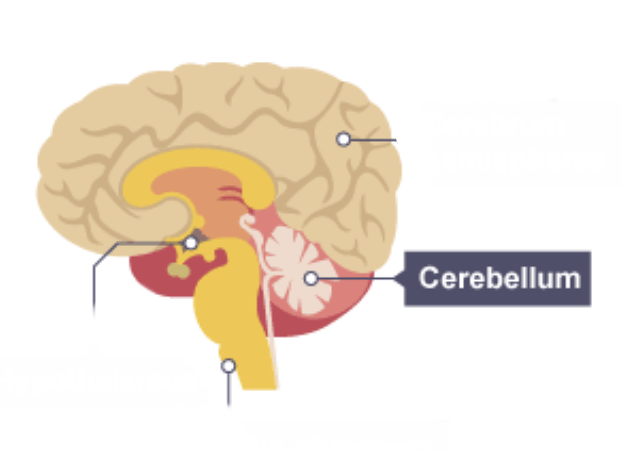 <p>Cerebellum</p>