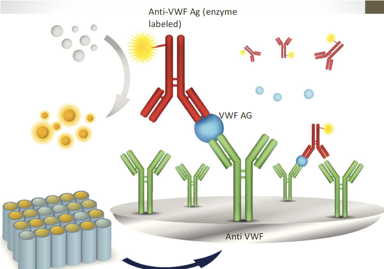 <ul><li><p><span>Microtiter plate wells coated with specific antihuman VWF antibody</span></p><ul><li><p><span>Binds to VWF:Ag in test sample</span></p></li></ul></li><li><p><span>Second rabbit antihuman VWF:Ag antibody is enzyme labeled</span></p><ul><li><p><span>Binds to initial antigen-antibody complex</span></p></li></ul></li><li><p><span>VWF protein is sandwiched between two specific Abs</span></p></li><li><p><span>Substrate is added--colorimetric reaction</span></p></li><li><p><span>Color intensity directly proportional to concentration</span></p></li></ul><p></p>