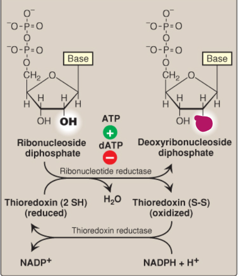 <p>Label this deoxyribonucleotide conversion.</p>