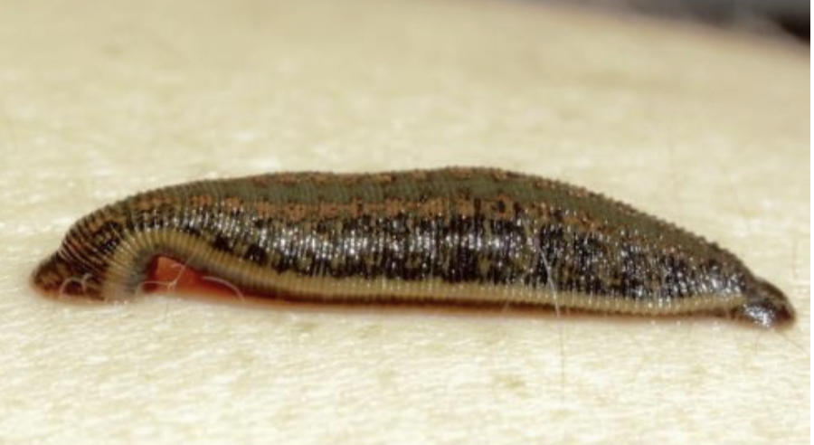 <p>hirudinea</p>