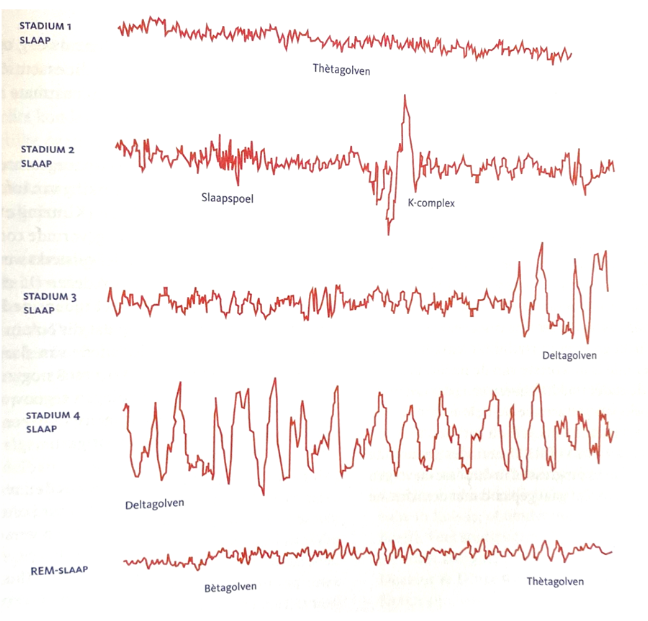 <p><strong>Stadium 1:</strong> </p><ul><li><p>EEG: <strong>Alfagolven + thètagolven (3–7 Hz)</strong>.</p></li><li><p>Kenmerken: slaperigheid, ogen vallen dicht, <strong>spierspanning, temperatuur en hartslag dalen</strong>.</p></li></ul><p> <strong>Stadium 2:</strong> </p><ul><li><p>EEG: <strong>Thètagolven + slaapspoelen (12–14 Hz, 2–5/min) + K-complexen (1/min)</strong>.</p></li><li><p>Functie slaapspoelen: <strong>mogelijk betrokken bij geheugenopslag</strong>.</p></li><li><p>K-complexen: plots grote golfbewegingen.</p></li></ul><p> <strong>Stadium 3:</strong> </p><ul><li><p>EEG: <strong>Deltagolven (&lt;3 Hz)</strong>, <strong>grote amplitude</strong>.</p></li><li><p>Kenmerk: neuronen vuren massaal samen → diepere slaap.</p></li></ul><p> <strong>Stadium 4 (diepe slaap / slow-wave sleep):</strong> </p><ul><li><p>EEG: <strong>Overwegend deltagolven</strong>.</p></li><li><p>Wordt beschouwd als de <strong>diepste slaapfase</strong>.</p></li></ul><p> <strong>REM-slaap (Rapid Eye Movement):</strong> </p><ul><li><p>EEG: <strong>hoge hersenactiviteit</strong> met <strong>thèta-, alfa- en bètagolven</strong>.</p></li><li><p>Ogen bewegen snel (zichtbaar via EOG).</p></li><li><p><strong>Spiertonus verdwijnt</strong> (lijkt op verlamming).</p></li><li><p>Moeilijk te wekken ondanks hoge hersenactiviteit → <strong>paradoxale slaap</strong>.</p></li></ul><p></p>