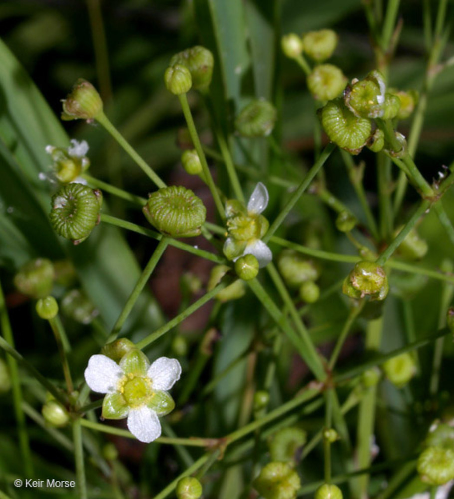 <p>What are the identifying features of the Alismataceae family?</p>