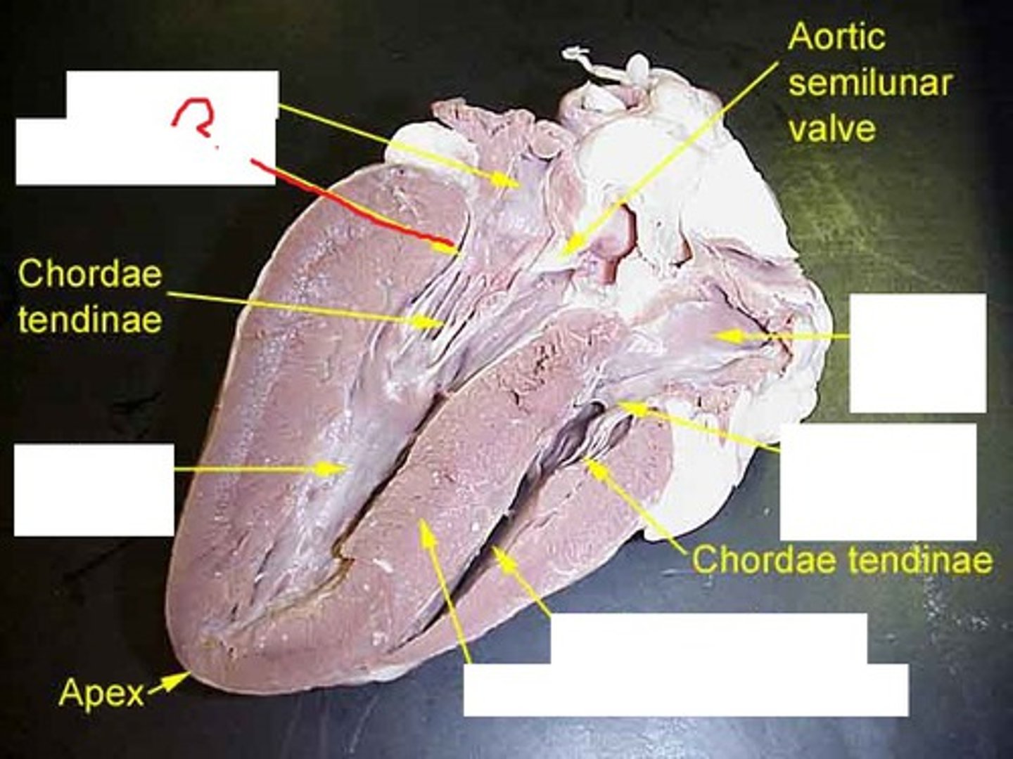 knowt flashcard image