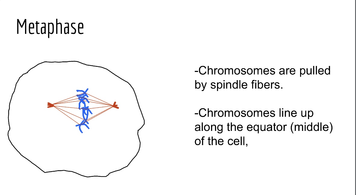 <p>Chromosomes align along the cell's equatorial plane, attached to spindle fibers. (3rd step)</p>