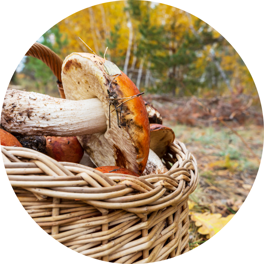 <p><span><strong>to search for and gather mushrooms from the ground</strong></span></p><p><span>My family decided to go mushroom picking in the forest yesterday.</span></p>