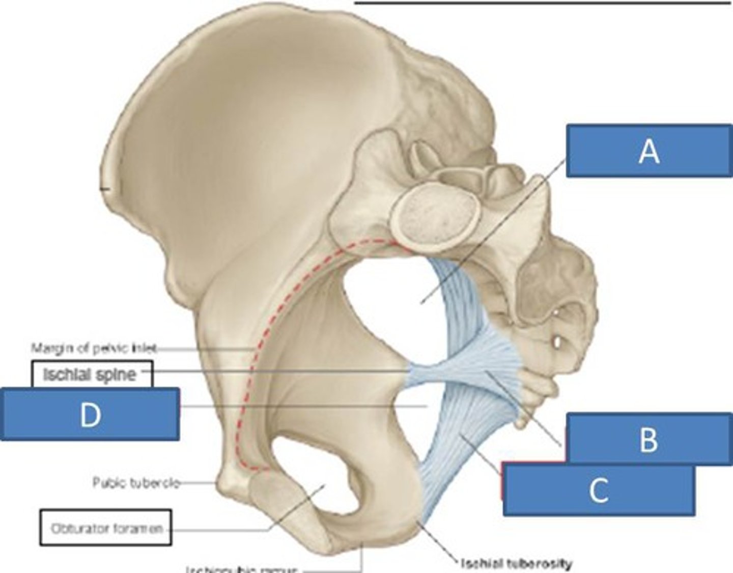 <p>sacrum to ischial spine</p><p>B</p>