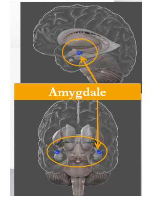 <ul><li><p>Gestion des émotions : Pont entre la sensation physique et notre conscience +++ peur et anxiété (structure la + responsable de la peur)</p></li><li><p>Mémoire « implicite » et renforcement émotionnel : </p><ul><li><p>Apprentissage émotionnel </p></li><li><p>Indexation affective (à quel point c’est important que j’aie peur de ça)</p></li><li><p>Reconnaissance des émotions </p></li><li><p>Mémoire de la peur </p></li></ul></li><li><p>Rôle de survie (fuite ou lutte)</p></li><li><p>Particularité : Aug connections avec d’autres régions (pont entre la sensation physique et celle cognitive = lien hypothalamus et structures corticales)</p></li><li><p>Réaction de peur et d’anxiété +++ : SI vous êtes suivi dans la nuit par un individu à l’allure louche et que vous sentez votre coeur palpiter, il est fort probable que votre amygdale soit très active!</p></li><li><p>Renforcement des stimuli émotionnels : </p><ul><li><p>Apprentissage émotionnel : Elle répond d’une part à certains stimuli totalement nouveau, si ces stimuli acquièrent un « intérêt» particulier en justifiant une réponse comportementale (ex : en fonction de la « signification affective du stimulus ») = elle colore affectivement les perceptions de façon agréable ou désagréable + l’amygdale est ainsi impliquée dans les processus d’apprentissage des menaces et des dangers liés à l’environnement. Elle est responsable de la création d’associations entre les stimuli et la notion de danger. </p></li><li><p>Indexation affective : Associations entre stimulus et renforcement positif de l’émotion = encodage de la valeur de la récompense prédit par les stimulis conditionnés et « ceci signifie que l’amygdale possède la capacité d’associer à un stimulus sensoriel une signification émotionnelle et de pondérer cette association. « donne une couleur émotive aux émotions » </p></li><li><p>Reconnaissance et médiation des émotions : L’amygdale est une structure cérébrale essentielle au décodage des émotions et en particulier des situmulus menaçants pour l’organisme ; elle est capable de répondre aux stimuli sensoriels ayant précédemment fait l’objet d’un renforcement. Elle est donc impliquée dans la médiation des réponses émotionnelles à la fois innées et apprises. L’amygdale a également un rôle important dans la reconnaissance des émotions. Les patients victimes de lésions bilatérales de l’amygdale souffrent d’une véritable anesthésie des émotions et ne connaissent plus ni l’angoisse ni le plaisir</p></li><li><p>Rôle de survie : C’est elle qui détecte les stimuli potentiellement dangereux et qui nous fait réagir en une fraction de seconde à la suite d’un stimulus menaçant en alertant d’autres structures</p></li></ul></li><li><p>Considérant tout cela, comment alors attribuer une fonction particulière à l’amygdale? On peut tout simplement pas, répond Pessoa. </p></li><li><p>Dysfonctionnement? Agressivité, irritabilité, perte du contrôle des émotions, déficits dans la reconnaissance des émotions </p></li><li><p>Troubles associés : Autisme, trouble bipolaire, dépression et PTSD</p></li><li><p>Par exemple : amygdale et peur : </p><ul><li><p>Stimuli menaçants aug l’activité dans l’amygdale </p></li><li><p>Noyau central dans l’amygdale coordonne les différentes composantes de la réaction de peur : </p><ul><li><p>Activation du syst nerveux autonome : coeur, respiration, …</p></li><li><p>Activation des hormones du stress</p></li><li><p>Activation du cortex : hypervigilance, récupération plus rapide des connaissances, …)</p></li></ul></li></ul></li></ul><p></p>