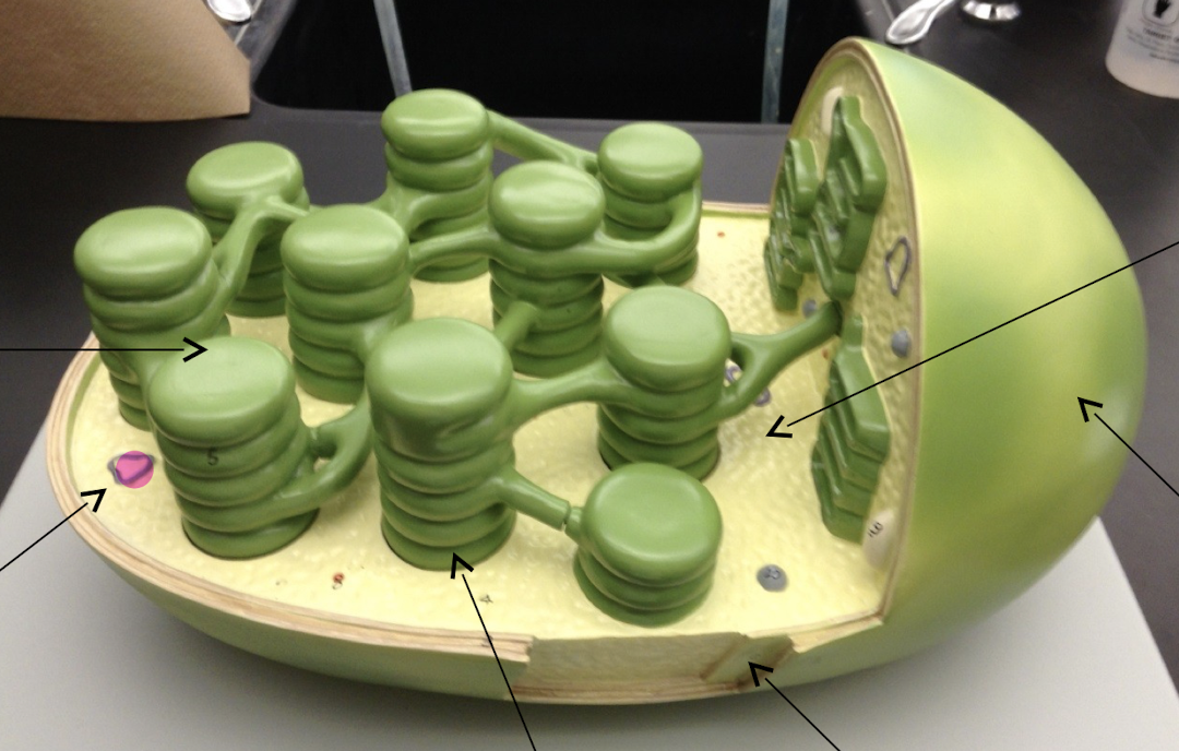 Chloroplast model

\
What is pointed?