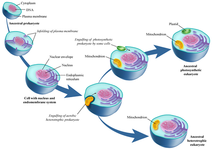 <p><span><span>The image below depicts the process of endosymbiosis, which explains how eukaryotic cells evolved. All evidence supports this theory </span></span><strong>EXCEPT</strong><span><span>...</span></span></p>